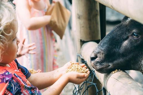 Tropical Fruit World With Wildlife Boat Cruise From Gold Coast - Attractions Melbourne 12