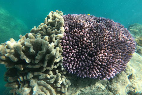 Whitehaven Beach Day Tour With Snorkel In Whitsundays Island - Attractions Melbourne 18