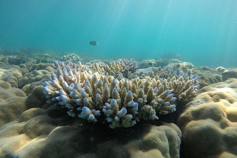 Whitehaven Beach Day Tour With Snorkel In Whitsundays Island - Attractions Melbourne 16