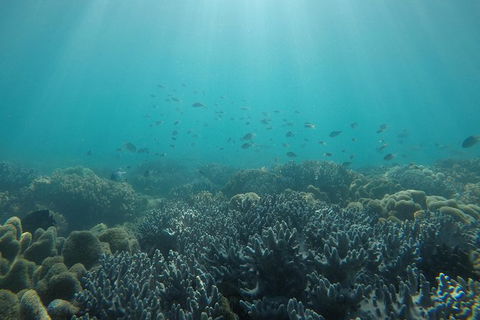 Whitehaven Beach Day Tour With Snorkel In Whitsundays Island - Attractions Melbourne 3