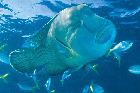 Whitehaven Beach And Hill Inlet Lookout Full-Day Snorkeling Cruise By High-Speed Catamaran - Attractions Melbourne 4