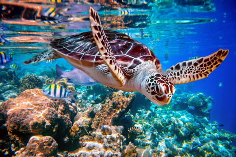Whitehaven Beach And Hill Inlet Lookout Full-Day Snorkeling Cruise By High-Speed Catamaran - Attractions Melbourne 9