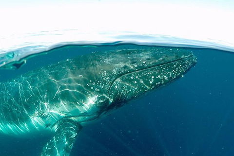 Whale Watching And Surfers Paradise Day Trip From Brisbane - Attractions Melbourne 1