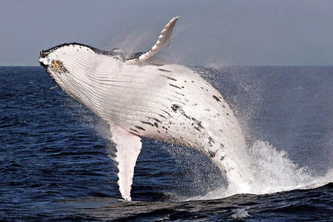Whale Watching And Surfers Paradise Day Trip From Brisbane - Attractions Melbourne 0