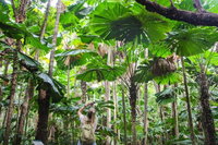 Cape Tribulation Daintree Rainforest and Wildlife Tour