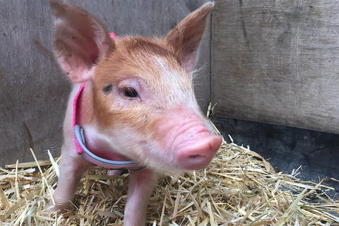 Half Day Animal Tour - Attractions Melbourne 1