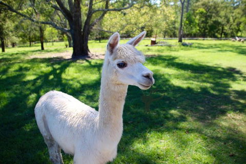 Half Day Animal Tour - Attractions Melbourne 0