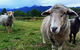 Trevena Glen Farm Animal Experience - thumb 0