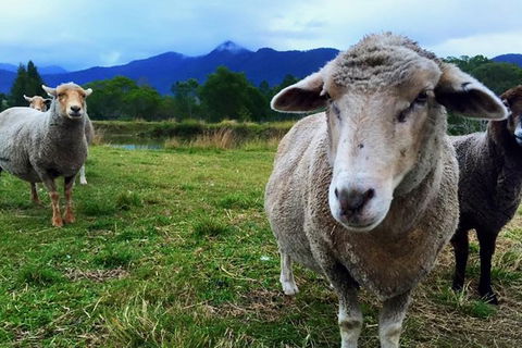 Trevena Glen Farm Animal Experience - Attractions Melbourne 0