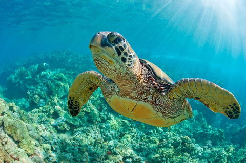 All Inclusive Dolphin And Tangalooma Wrecks Cruise Departing Gold Coast - Attractions Melbourne 10
