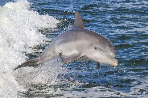 Noosa Oceanrider Scenic Dolphin Safari - Attractions Melbourne 0