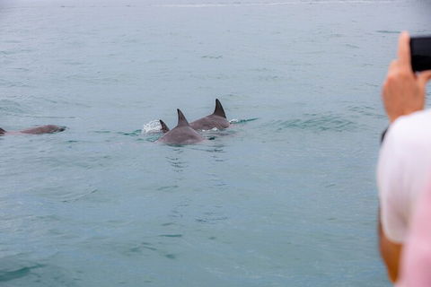 Noosa Oceanrider Scenic Dolphin Safari - Attractions Melbourne 6