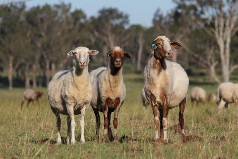 Towri Sheep Cheese Farm Tour (Fridays) - Attractions Melbourne 1