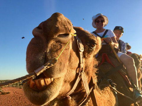 Uluru Small-Group Tour By Camel At Sunrise Or Sunset - Attractions Melbourne 7