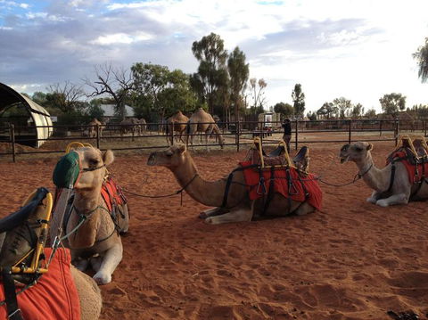 Uluru Small-Group Tour By Camel At Sunrise Or Sunset - Attractions Melbourne 24
