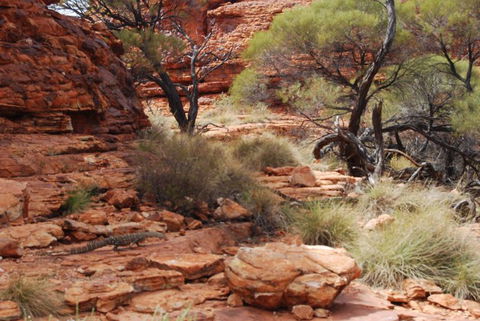 Kings Canyon Day Trip From Ayers Rock - Attractions Melbourne 24