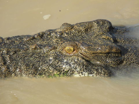 Darwin Jumping Crocodiles Cruise On Adelaide River - Attractions Melbourne 4