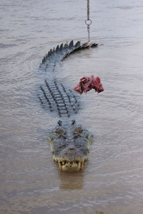 Darwin Jumping Crocodiles Cruise On Adelaide River - Attractions Melbourne 7