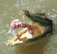 Darwin Jumping Crocodiles Cruise on Adelaide River - Attractions Melbourne