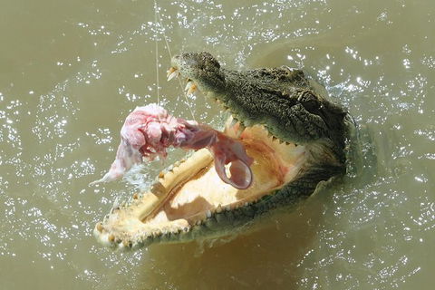 Darwin Jumping Crocodiles Cruise On Adelaide River - Attractions Melbourne 0
