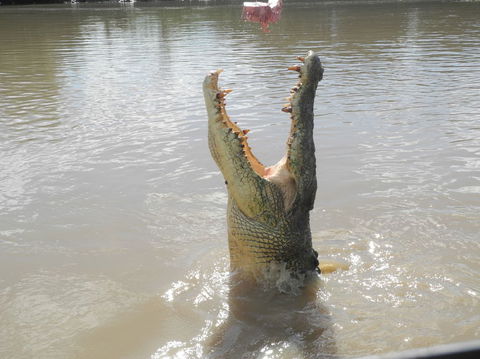 Darwin Jumping Crocodiles Cruise On Adelaide River - Attractions Melbourne 5