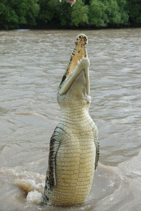 Darwin Jumping Crocodiles Cruise On Adelaide River - Attractions Melbourne 6