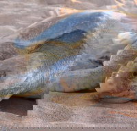 Turtle Tracks Tour to Bare Sand Island from Darwin - Attractions Melbourne