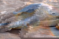 Turtle Tracks Tour to Bare Sand Island from Darwin