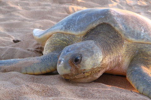 Turtle Tracks Tour To Bare Sand Island From Darwin - Attractions Melbourne 0