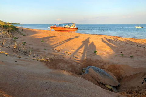 Turtle Tracks Tour To Bare Sand Island From Darwin - Attractions Melbourne 4