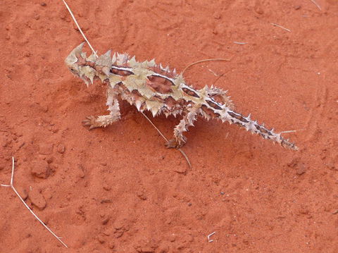 Alice Springs Highlights Half-Day Tour - Attractions Melbourne 5