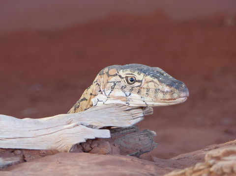 Alice Springs Highlights Half-Day Tour - Attractions Melbourne 6