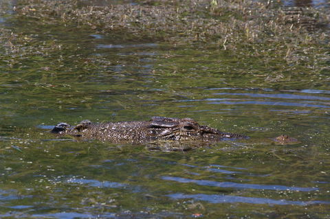 Kakadu, Nourlangie And Yellow Waters Tour From Darwin - Attractions Melbourne 16