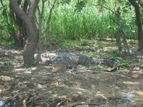 Kakadu, Nourlangie And Yellow Waters Tour From Darwin - Attractions Melbourne 21