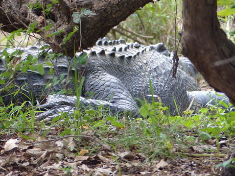 Kakadu, Nourlangie And Yellow Waters Tour From Darwin - Attractions Melbourne 13