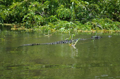 Kakadu, Nourlangie And Yellow Waters Tour From Darwin - Attractions Melbourne 4