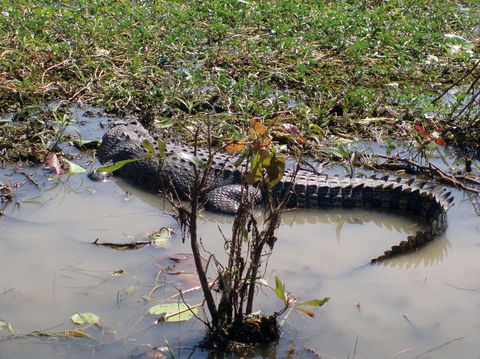 Kakadu, Nourlangie And Yellow Waters Tour From Darwin - Attractions Melbourne 19