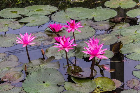 Kakadu, Nourlangie And Yellow Waters Tour From Darwin - Attractions Melbourne 37