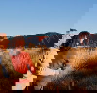 Uluru Sunrise and Kata Tjuta Half Day Trip - Attractions Melbourne