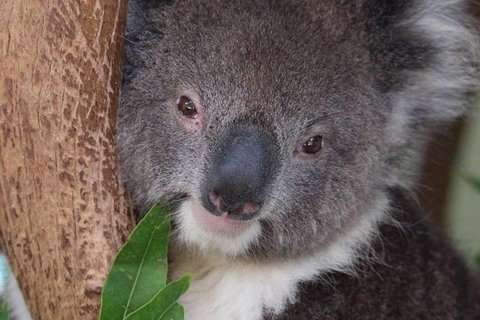 All Inclusive Blue Mountains Small-Group Day Trip From Sydney - Attractions Melbourne 1