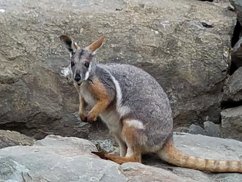 All Inclusive Blue Mountains Small-Group Day Trip From Sydney - Attractions Melbourne 4