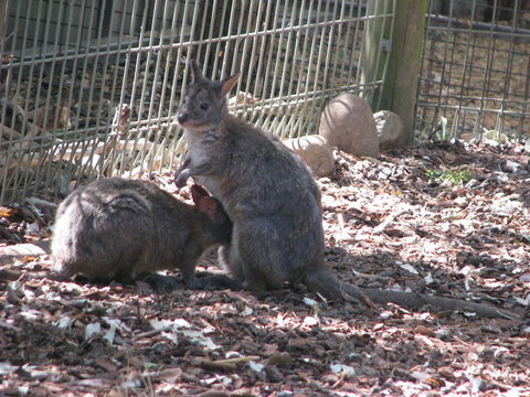 All Inclusive Blue Mountains Small-Group Day Trip From Sydney - Attractions Melbourne 19