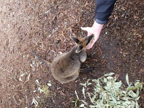 All Inclusive Blue Mountains Small-Group Day Trip From Sydney - Attractions Melbourne 21