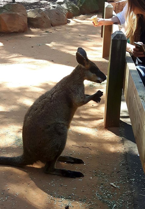 All Inclusive Blue Mountains Small-Group Day Trip From Sydney - Attractions Melbourne 25