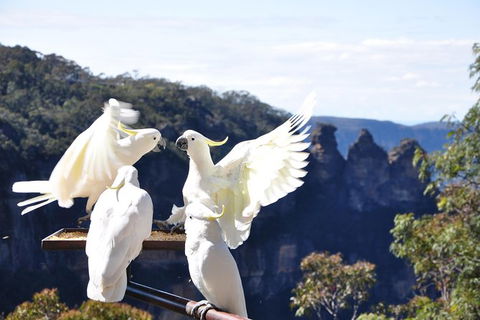 All-Inclusive Blue Mountains Tour In A Luxury Mercedes Sprinter - Attractions Melbourne 4