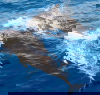 Port Stephens Day Tour From Sydney Including 4WD Sandboarding and Dolphins - Attractions Melbourne