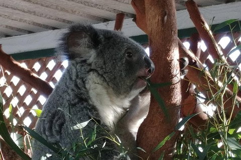 Small-Group Blue Mountains Day Trip From Sydney Including Featherdale Wildlife Park, Wentworth Falls, And Leura Cascades - Attractions Melbourne 1
