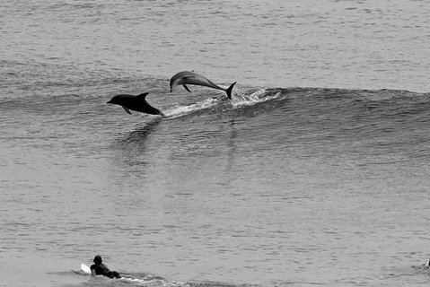 7-Day Byron Bay, Evans Head And Moonee Beach Surf Safari From Brisbane, Gold Coast Or Byron Bay - Attractions Melbourne 6