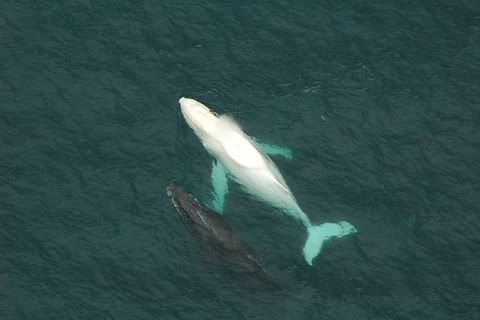 Coffs Harbour Whale Watch Experience - Attractions Melbourne 1