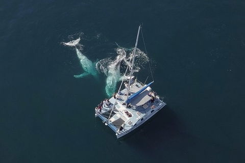 Coffs Harbour Whale Watch Experience - Attractions Melbourne 0